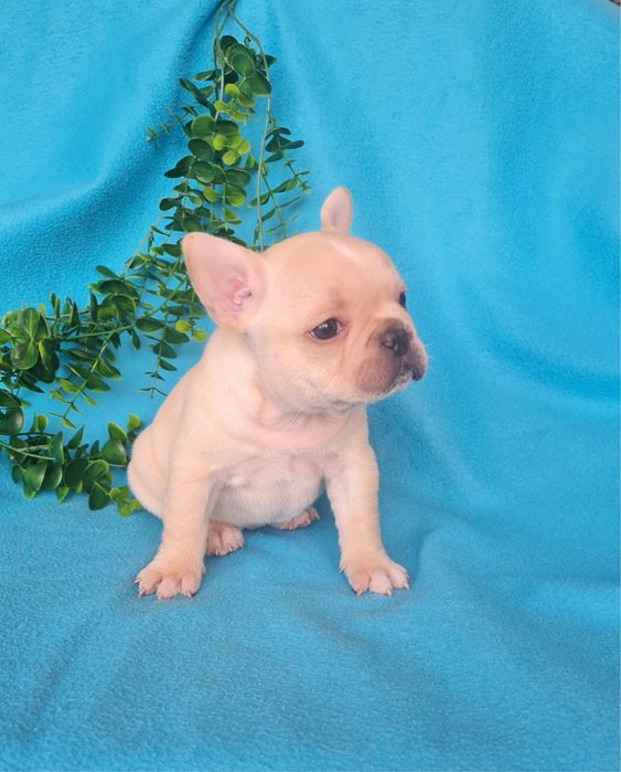 Excelente menina Bulldog/Bouledogue Francês de Qualidade