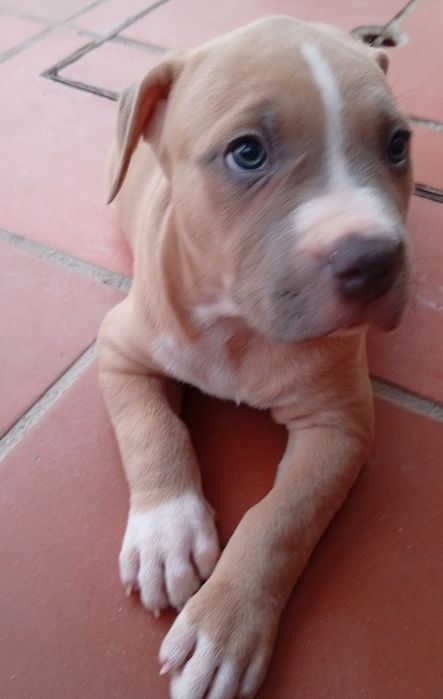 American Staffordshire Terrier