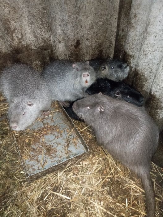 Продам самців на плем'я