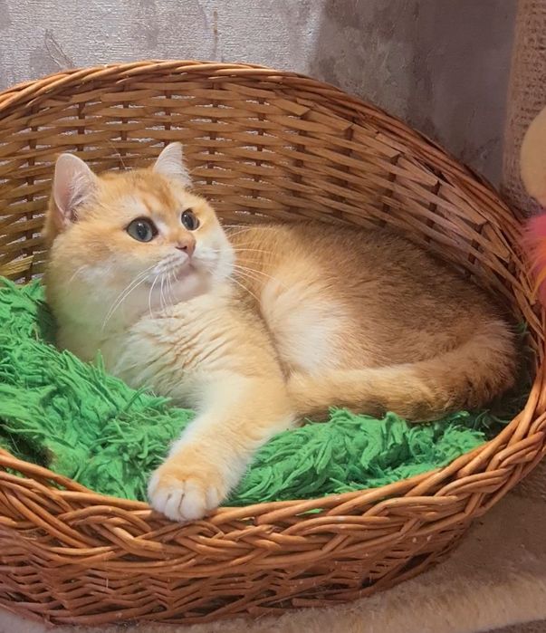 Шотландскі кошенята золота шиншилла