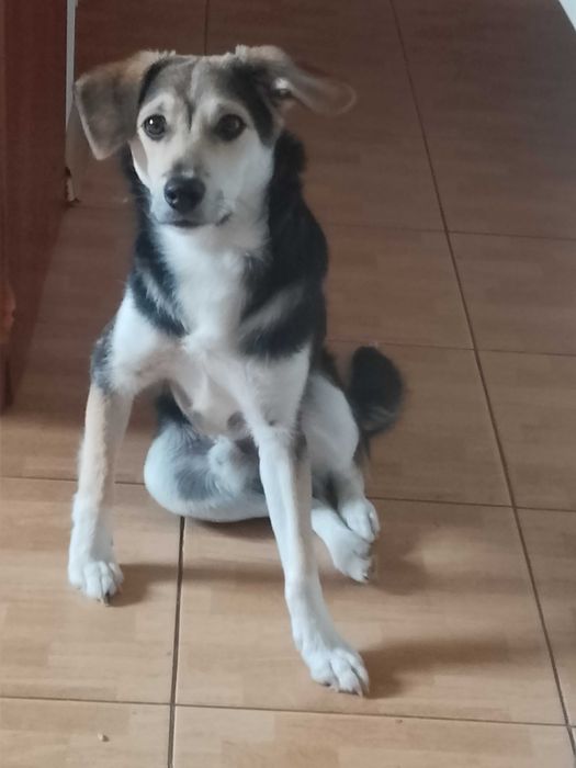 Pies mieszaniec do adopcji