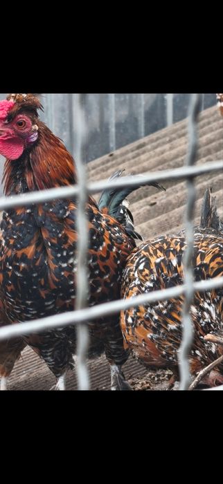 Продам Корольки ситцеві