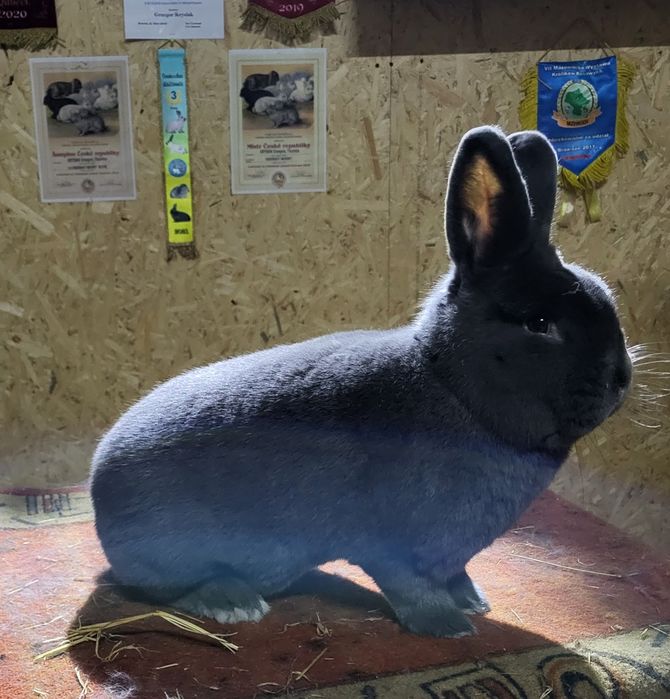 Wiedeńskie Niebieskie