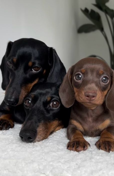Такса щенки шоколадки