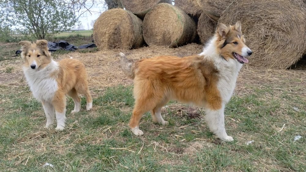 Owczarki Szkockie Collie Długowłose