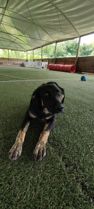 Shollie para adoção