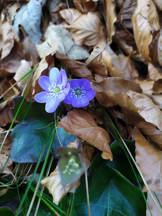 Мед соняшника та мед садки+акація+різнотрав'я