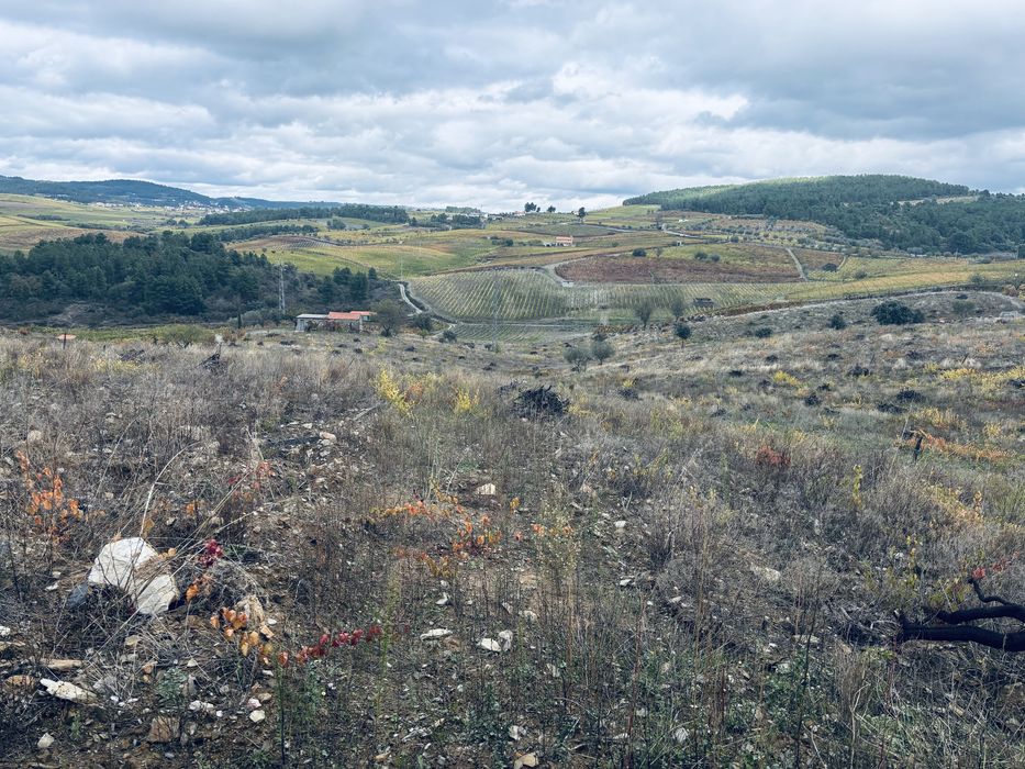 Terreno rústico castedo do douro