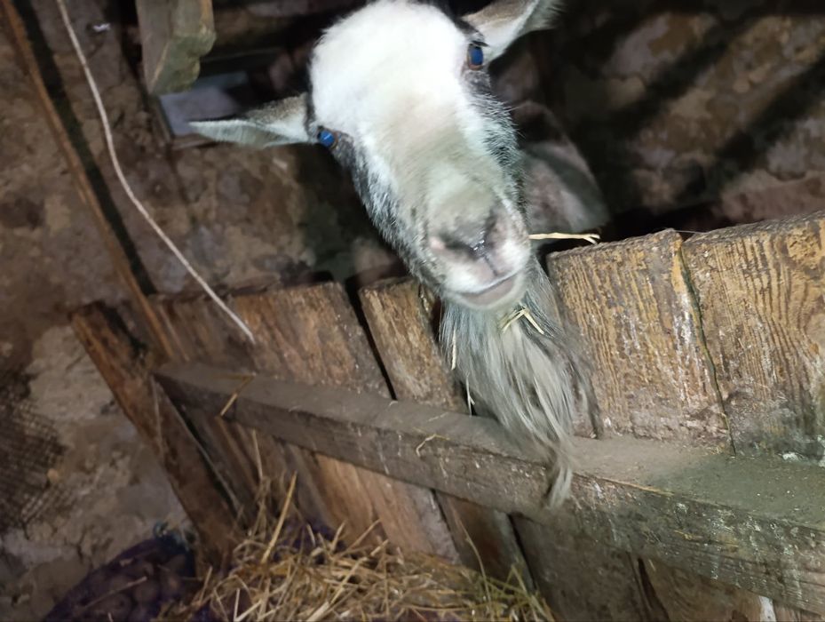 Продам добру козу