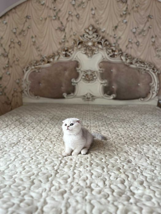 Висловуха дівчинка срібна шиншила, Шотландські кошенята