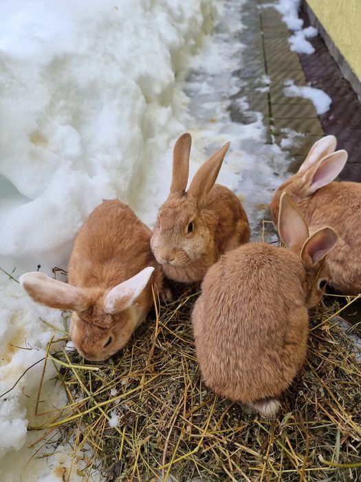 Кролики 4 місяці