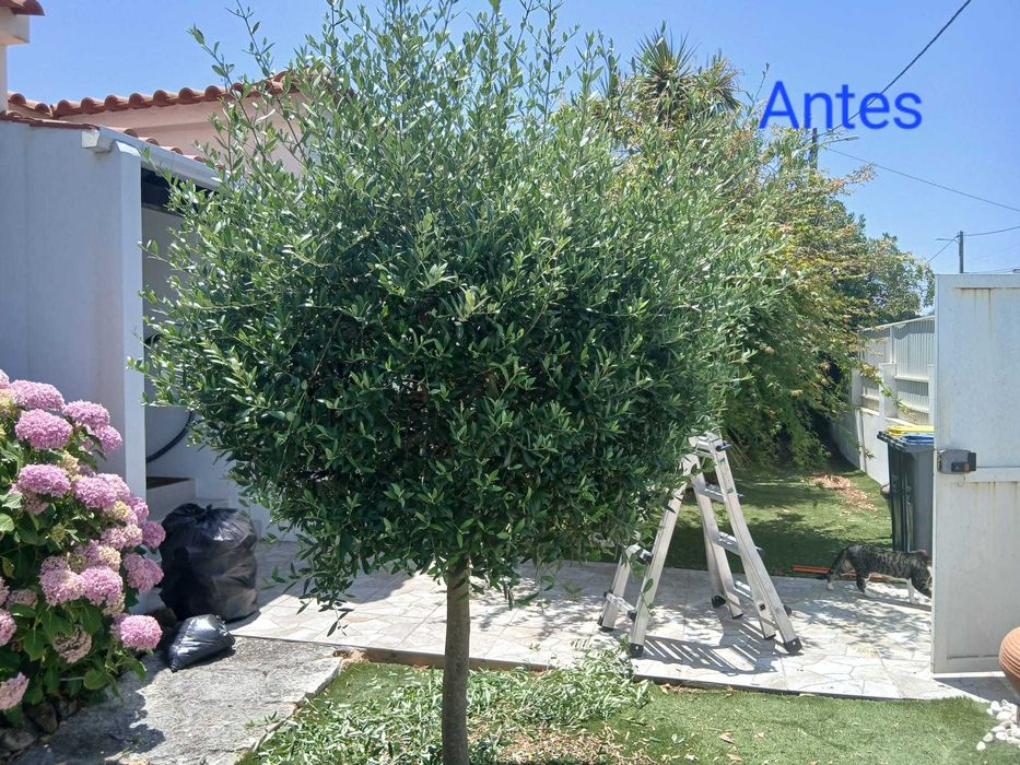 Manutenção de jardins e limpeza de terrenos - Preços acessíveis