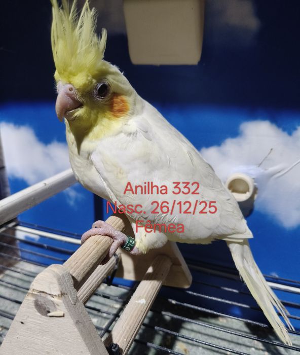 Caturras criadas a mão