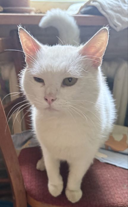 Молодий котик в хороші руки