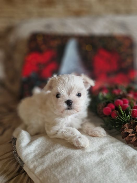 Maltańczyk malutka suczka fci