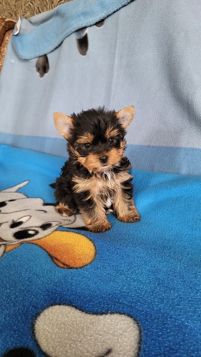 Чистокровные йорк мини.