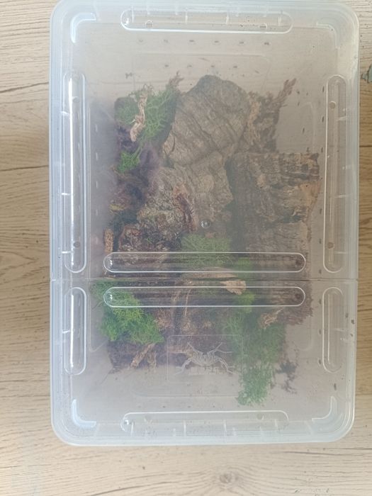 małe terrarium dla ptasznika