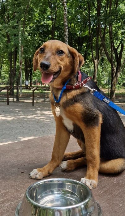 Цуценя в гарні руки