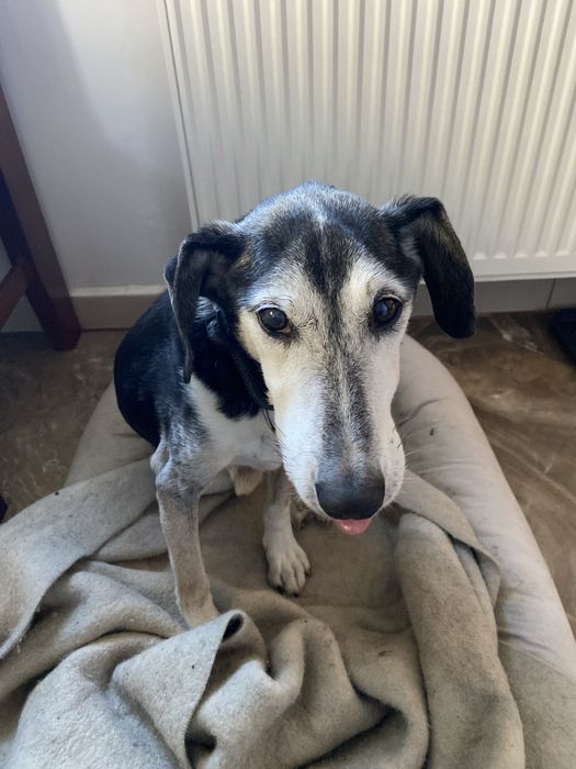 Zaginał pies - Myślenice - Nagroda