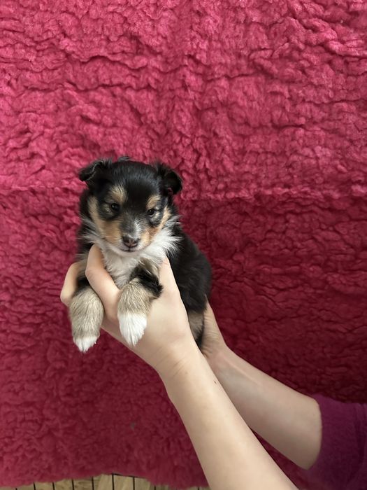 Owczarek szetlandzki, sheltie ZKwP FCI-suczka tricolor