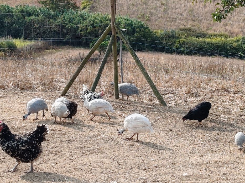 Fracas diversas / patos Rouen jardins
