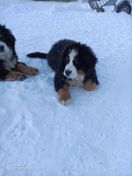 Berneński Pasterski!!!