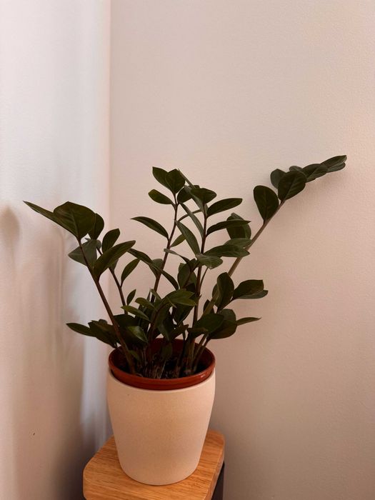 Planta ZZ Zamiifolia com vaso  ZZ  Zamiifolia plant with pot,