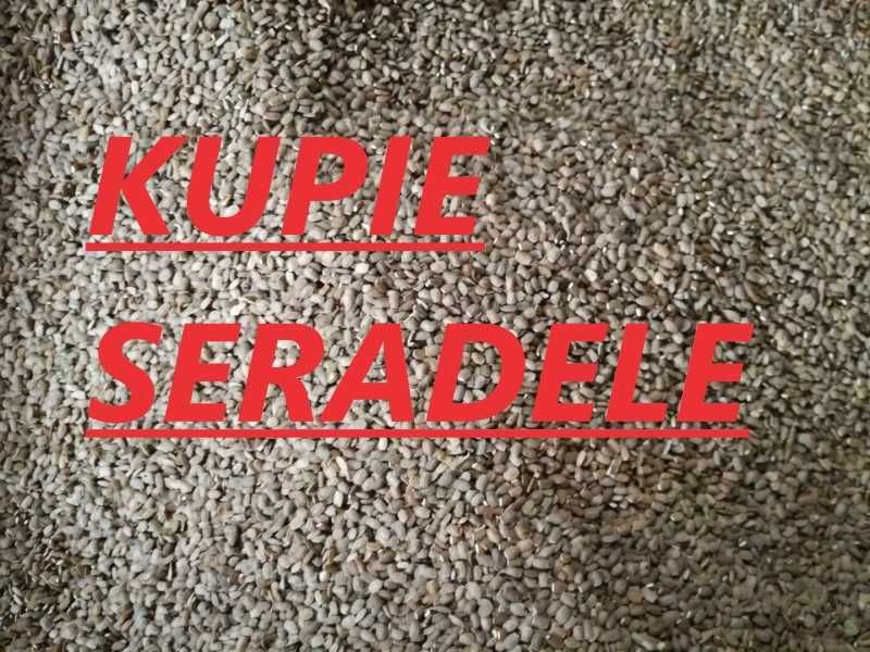 Skup łubin słodki oraz gorzki  grykę facelie seradele