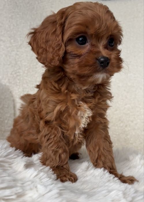 Cavapoo piękna suczka