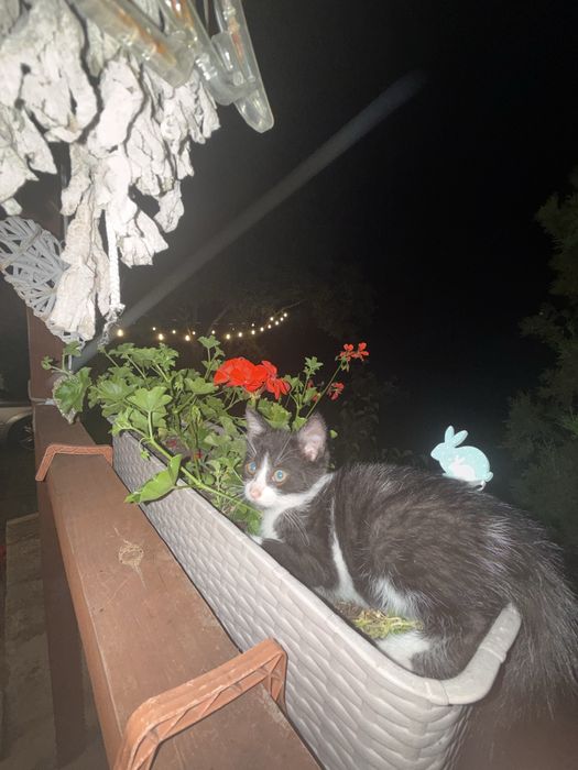 Oddam kotki za darmo