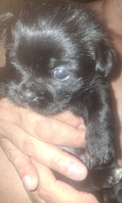 Pieski po matce shih tzu