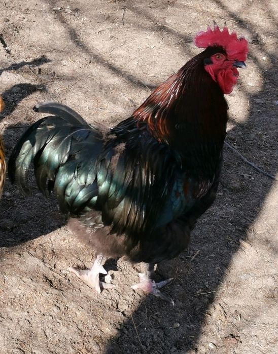 Kogut mix marans