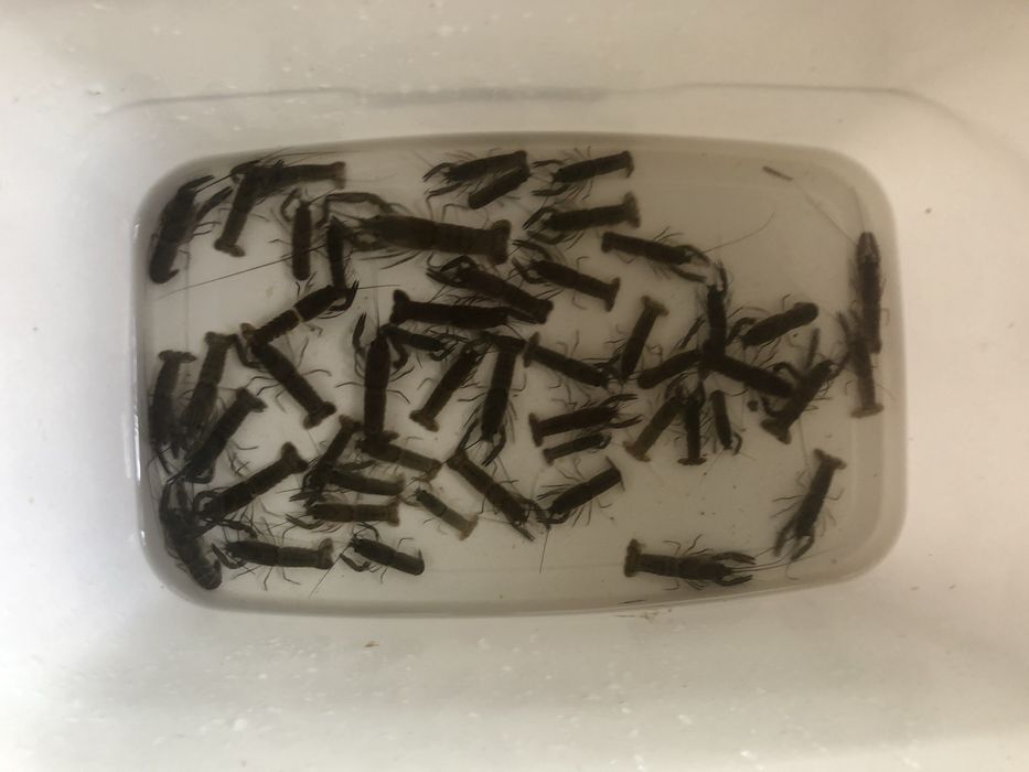 Австралийский рак