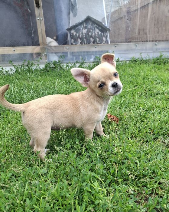 Chiuhuahua sunia