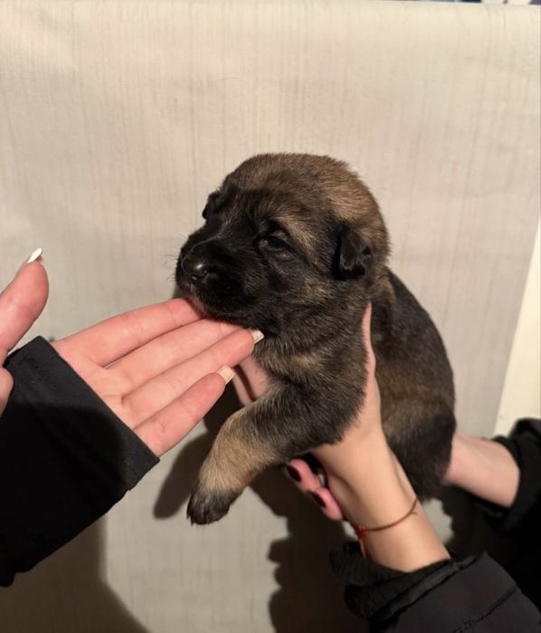 Продаются щенки — немецкой овчарки метисы