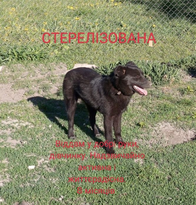 Собачка/сабака/цуценя