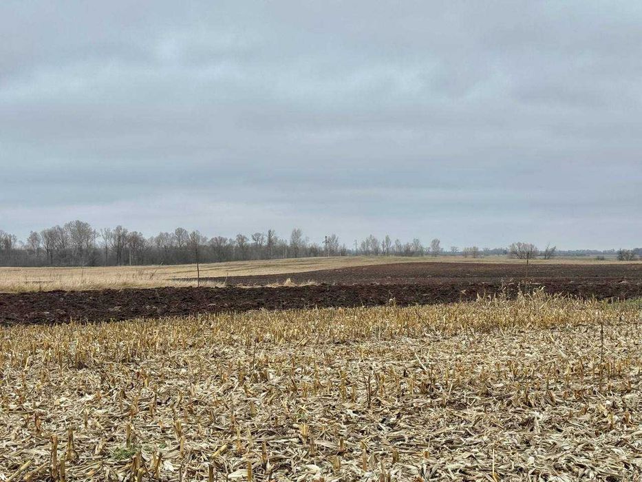 Земельний родючий масив у с. Воронькові ! По привабливій ціні!