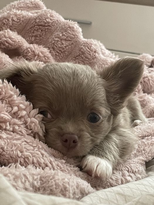 Продам цуценят породи чіахуахуа