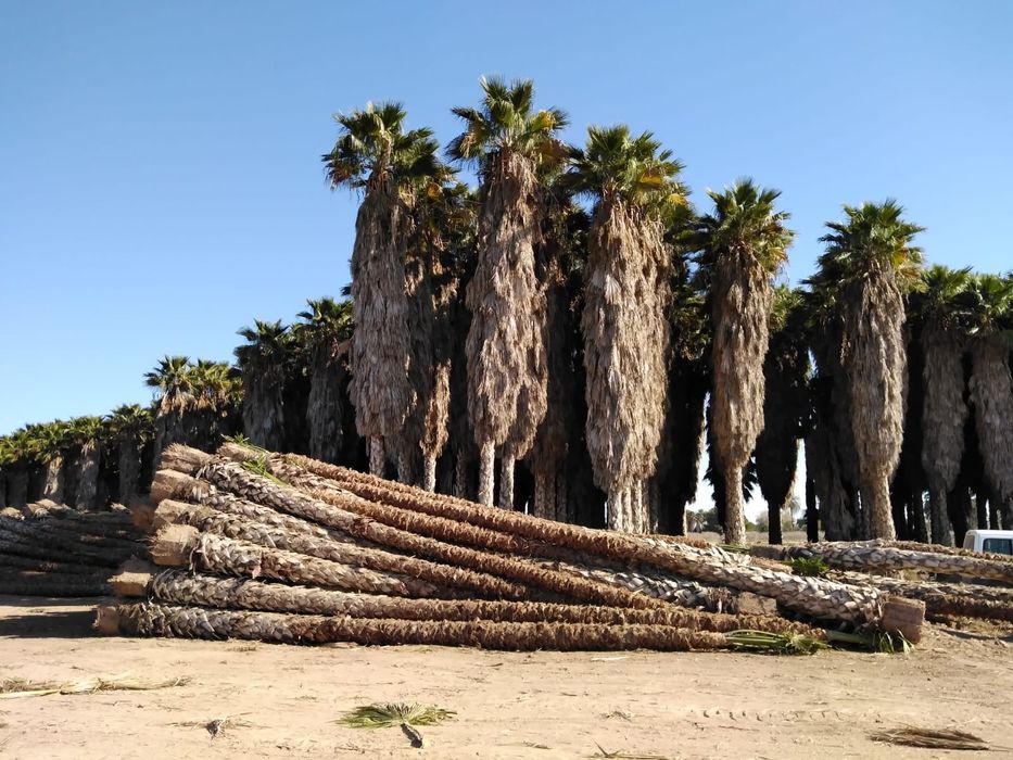 Palmeiras Washingtonia robusta