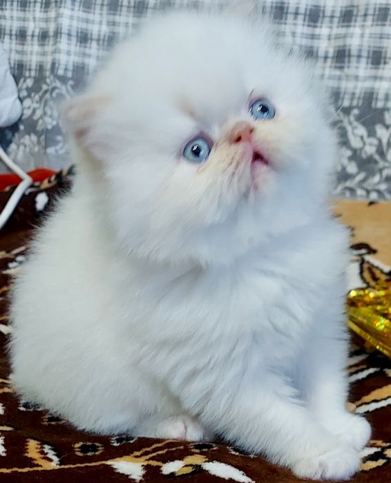Персидские котята