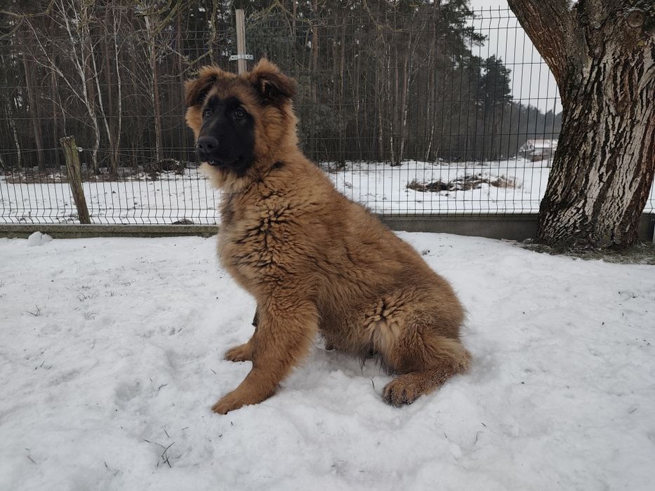 Owczarek niemiecki suczka