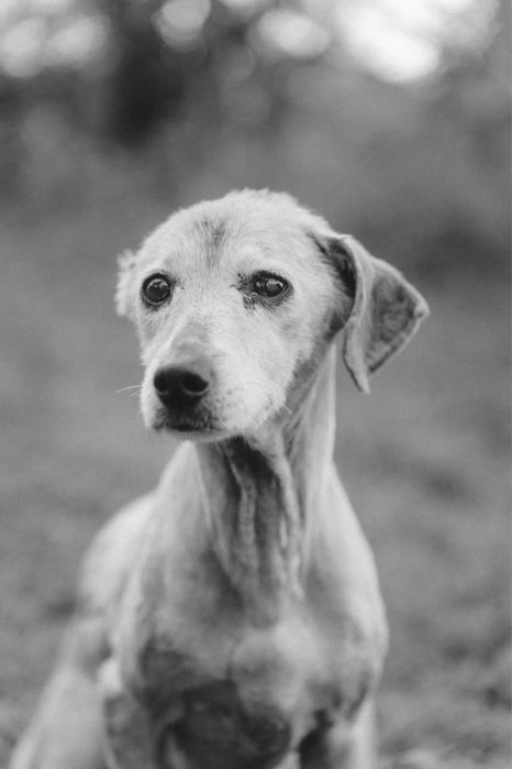Ofélia para adoção responsável