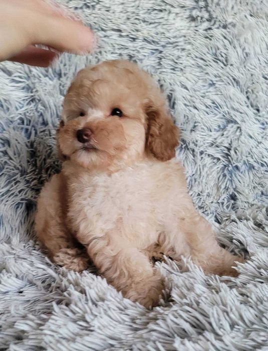 Дизайнерське цуценя Пом+Той в неймовірно красивому вбранні. Киянин,