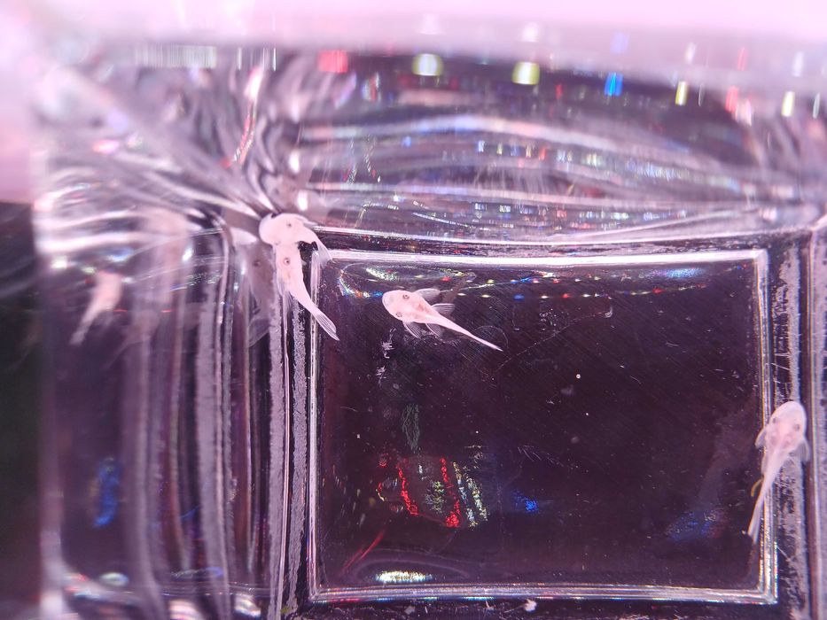 Zbrojnik Ancistrus L 144 snow white