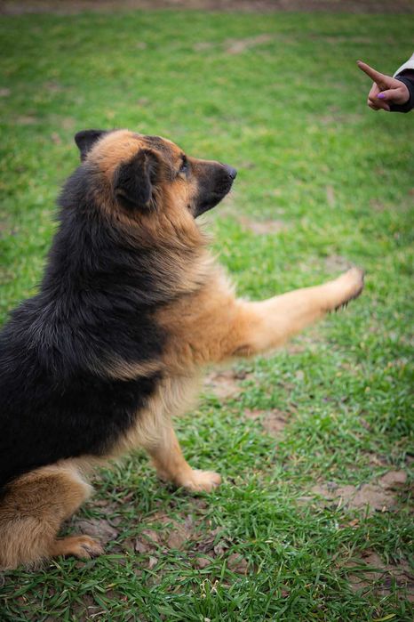 Piesek w typie owczarek niemiecki