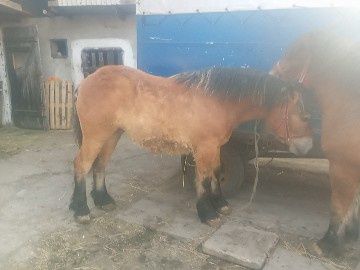 Źrebice zimnokrwiste