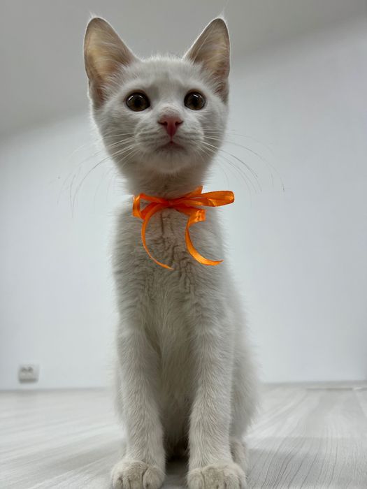 Віддамо кошеня у добрі руки