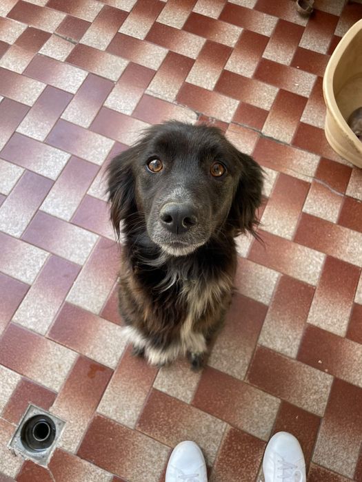 Cadela para adoção