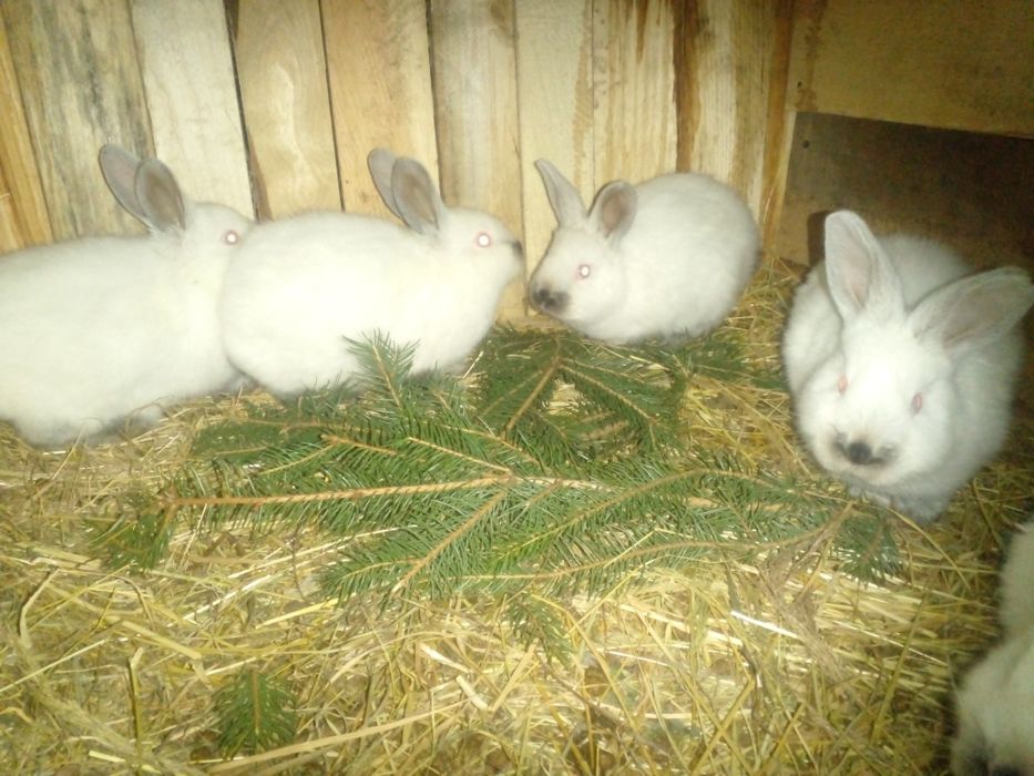 Самці молодняк різних порід