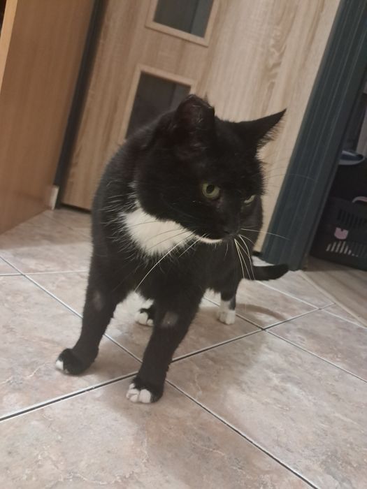 Koty kot adopcja Czarek